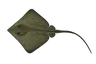 Pastenague commune (Dasyatis pastinaca)