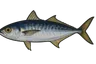 Chinchar (Decapterus macarellus)