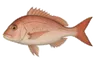 Pagre commun (Pagrus pagrus)