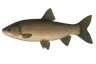 Carpe de roseau (Mylopharyngodon piceus)