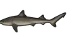 Requin hâ (Galeorhinus galeus)