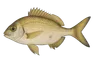 Sparaillon (Diplodus annularis)