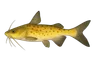 Machoirant jaune (Aspistor quadriscutis)