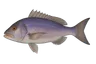 Denti (Dentex gibbosus)