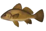 Corb commun (Sciaena umbra)