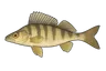Perche goujonnière (Gymnocephalus schraetser)