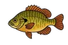 Perche-soleil (Lepomis gibbosus)