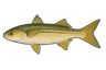 Mulet doré (Chelon auratus)