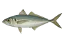 Chinchard (Trachurus trachurus)