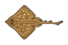 Raie fleurie (Leucoraja naevus)
