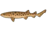 Roussette à grandes taches (Scyliorhinus stellaris stellaris)