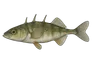 Épinoche (Gasterosteus aculeatus)