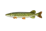Brochet aquitain (Esox aquitanicus)