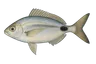 Oblade à bande noire (Oblada melanura melanura)