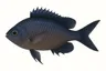 Castagnole (Chromis chromis)