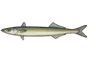 Grand lançon (Hyperoplus lanceolatus)