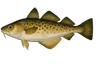 Capelan de Méditerranée (Trisopterus minutus capelanus)