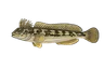 Blennie fluviatile (Salaria fluviatilis)