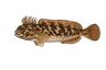Blennie gattorugine (Parablennius gattorugine)