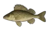 Grémille (Gymnocephalus cernua)