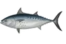 Thonine commune (Euthynnus alletteratus)