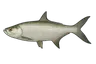 Tarpon (Megalops atlanticus)