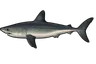 Requin taupe (Lamna nasus)