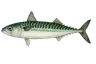 Maquereau commun (Scomber scombrus)