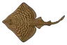 Raie brunette (Raja undulata)