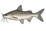 Machoirant blanc (Genidens barbus)
