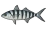 Poisson-pilote (Naucrates ductor)