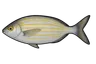 Saupe (Sarpa salpa)