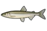 Éperlan européen (Osmerus eperlanus)