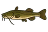 Silure glane (Silurus glanis)