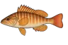 Serran chevrette (Serranus cabrilla)