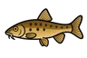 Goujon (Gobio gobio)
