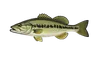 Black-bass (Micropterus salmoides)