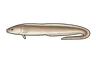 Congre des Baléares (Ariosoma balearicum)