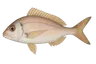 Pageot acarne (Pagellus acarne)