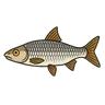 Hotu (Chondrostoma nasus)