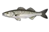 Bar moucheté (Dicentrarchus punctatus)