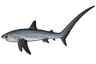 Requin renard (Alopias vulpinus)