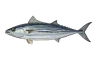 Bonite à dos rayé (Sarda sarda)