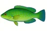 Labre vert (Labrus viridis)