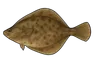 Flet commun (Platichthys flesus)