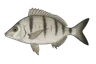 Sar à museau pointu (Diplodus puntazzo)