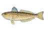 Vive commune (Trachinus draco)