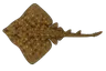 Raie bouclée (Raja clavata)