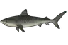 Requin tigre (Galeocerdo cuvier)