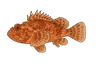 Rascasse rouge (Scorpaena scrofa)
